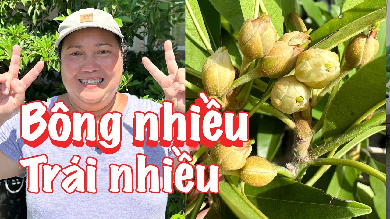 Cách bón phân cây sa pô chê nhỏ ra mấy trăm bông và cây ổi say trái | Sapodilla and guava plant