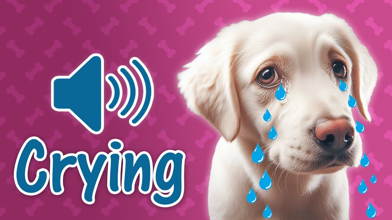 🐕  Dog Crying Sound - [ Including Puppies Crying and Whining Noises ]