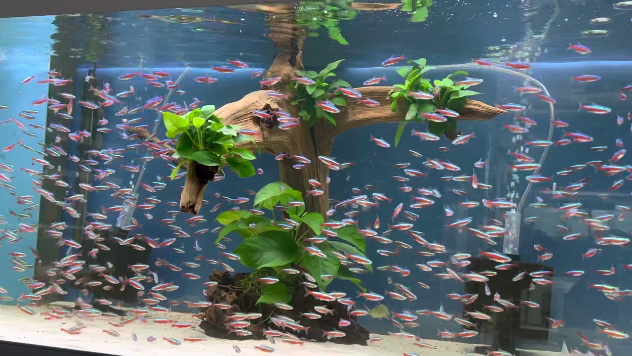 Echter Roter Neon Salmler
