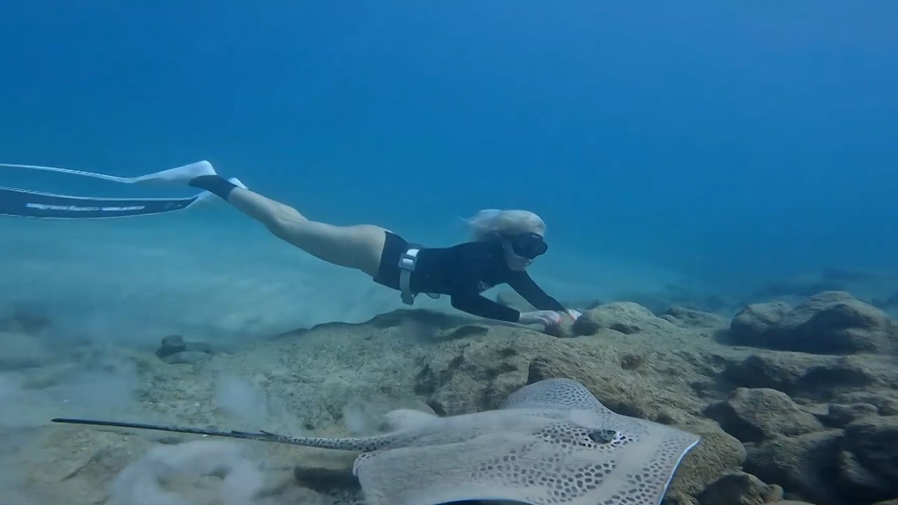 חתולי ים בישראל? היצורים הנדירים שבחרו להתרבות דווקא אצלנו
