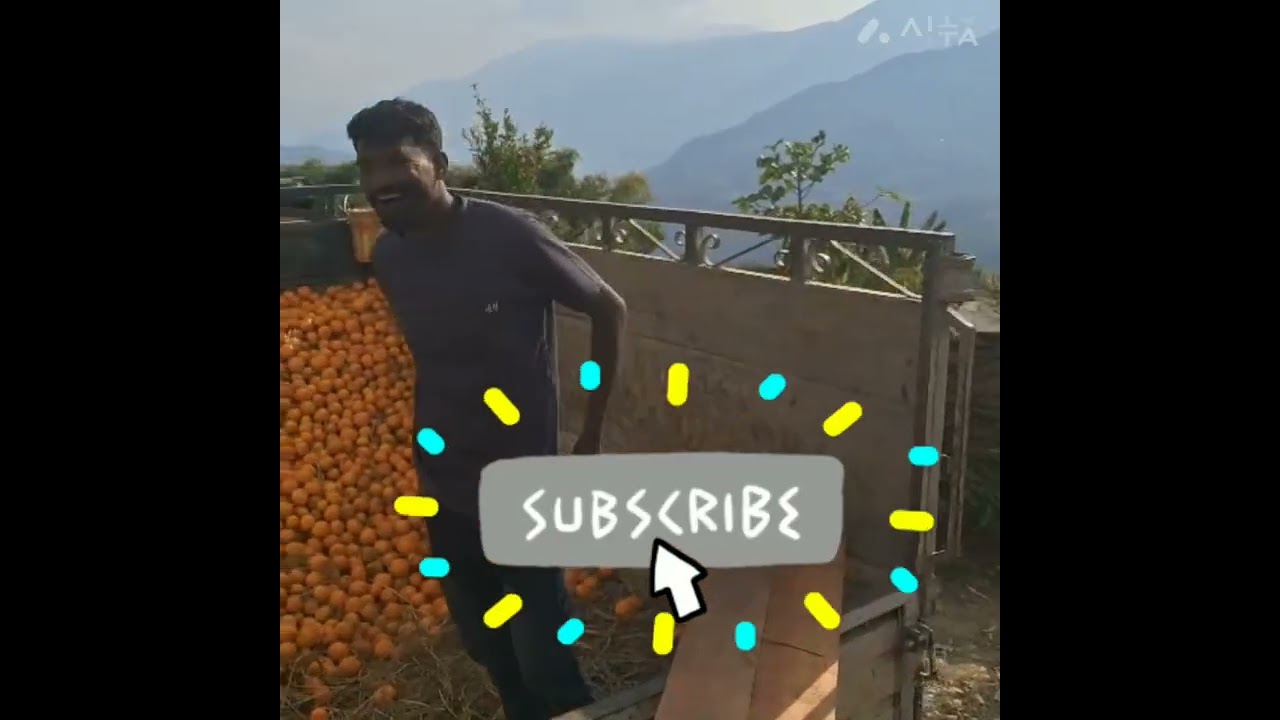 SELLING OF ORGANIC ORANGES 🍊🍊🍊 AT DIMAPUR #NAGALAND#North East India #