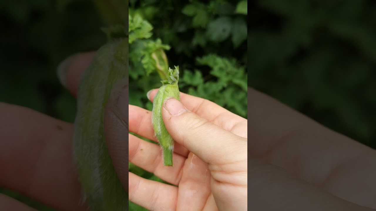 Identifying common hogweed, and harvesting flower buds.