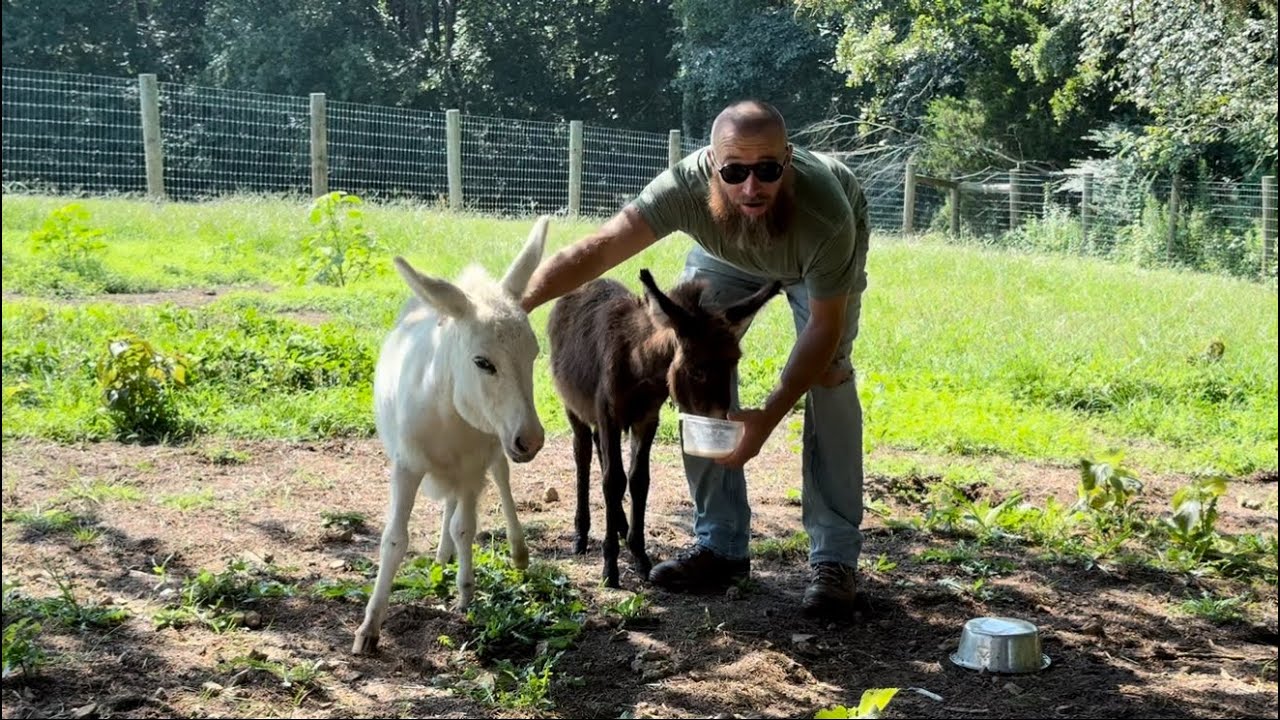 Morning farm chores…