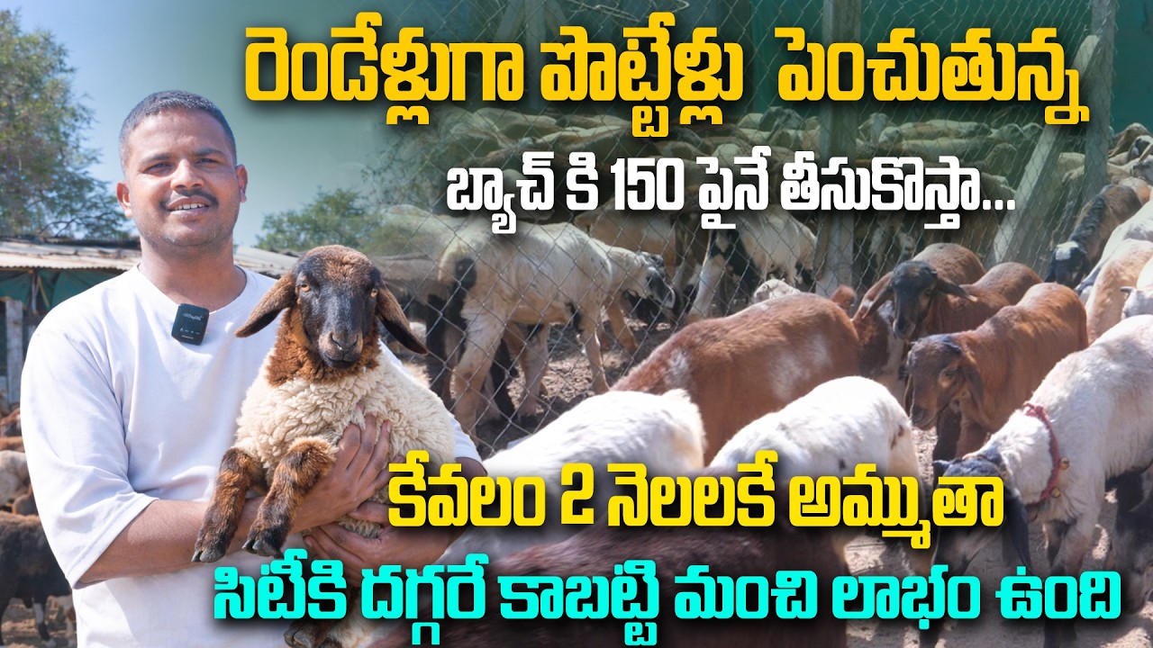 రెండేళ్లుగా పొట్టేళ్లు  పెంచుతున్న...| Young farmer Success story in Sheep Farming | Kiran TV Rythu