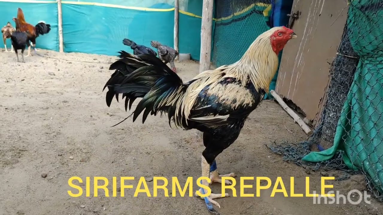 jathi kodi eggs & chicks sale SIRIFARMS REPALLE 8309700228 #pandhem kollu,#bhimavaram kollu