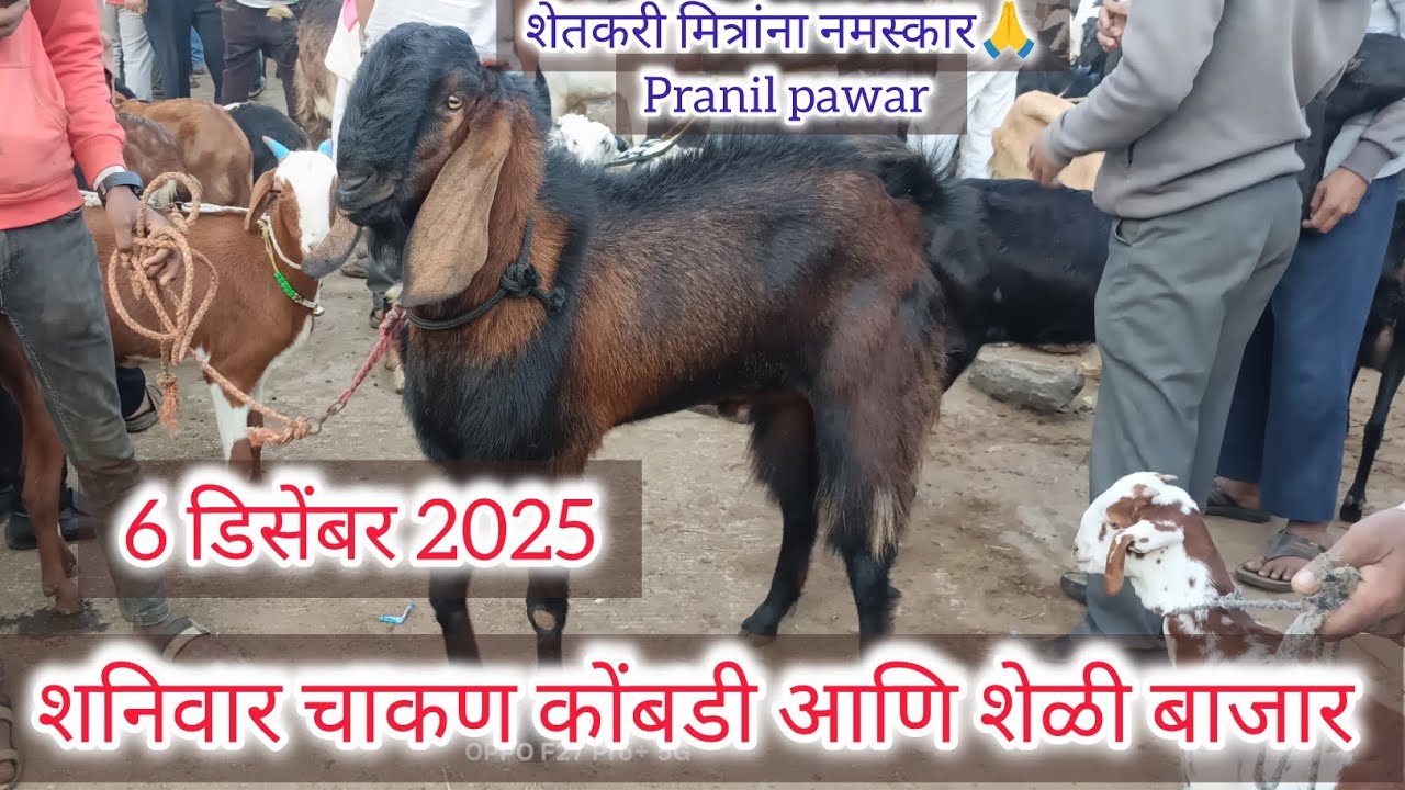 शनिवार चाकण कोंबडी आणि शेळी बाजार....6 डिसेंबर 2025.... Chakan...kombadi Sheli bazar... Chakan.....