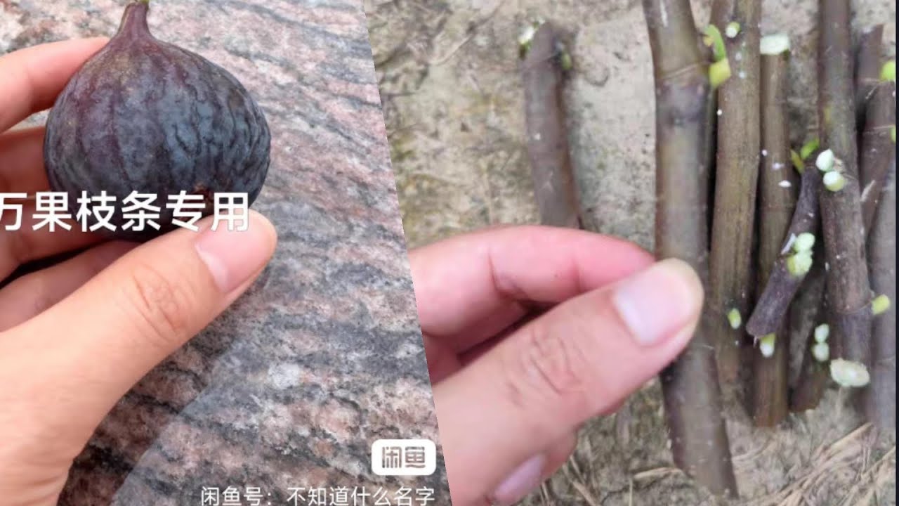 无花果造假泛滥！品种随意编！啥火上啥！