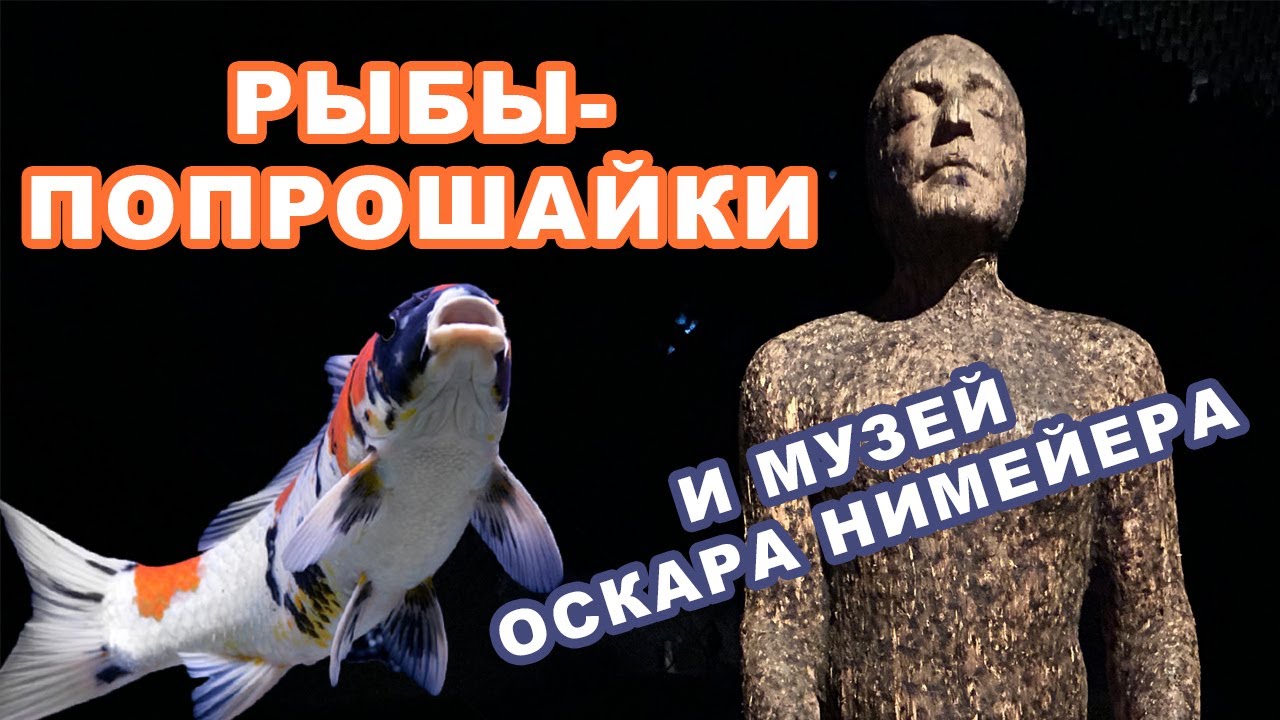 КУРИТИБА - РЫБЫ ПОПРОШАЙКИ И МУЗЕЙ ОСКАРА НИМЕЙЕРА (БРАЗИЛИЯ)