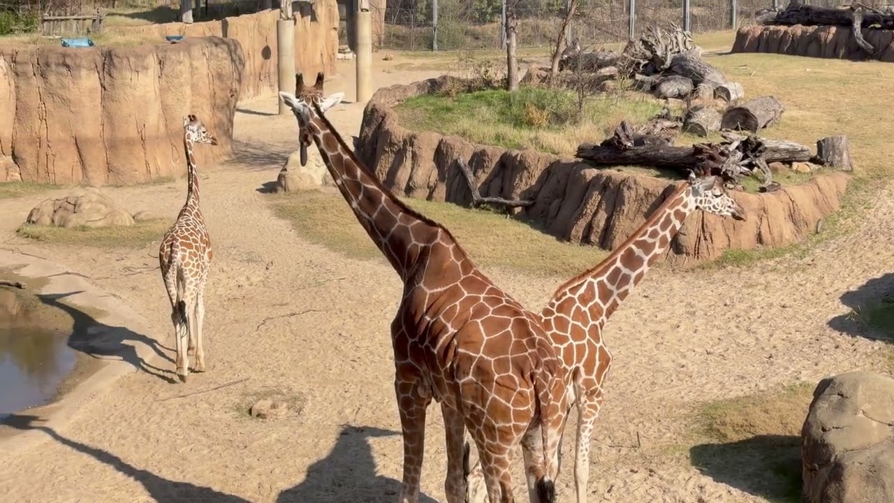American zoo from Texas:-)