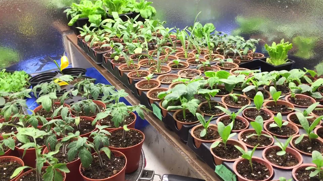 Growing Vegetables in my Cannabis grow room for 2021 outdoor season