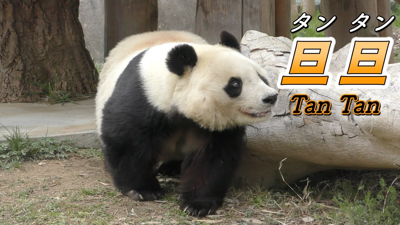 【旦旦（タンタン）】神戸の可愛いパンダを紹介〜日本のパンダは上野動物園とアドベンチャーワールドと王子動物園〜
