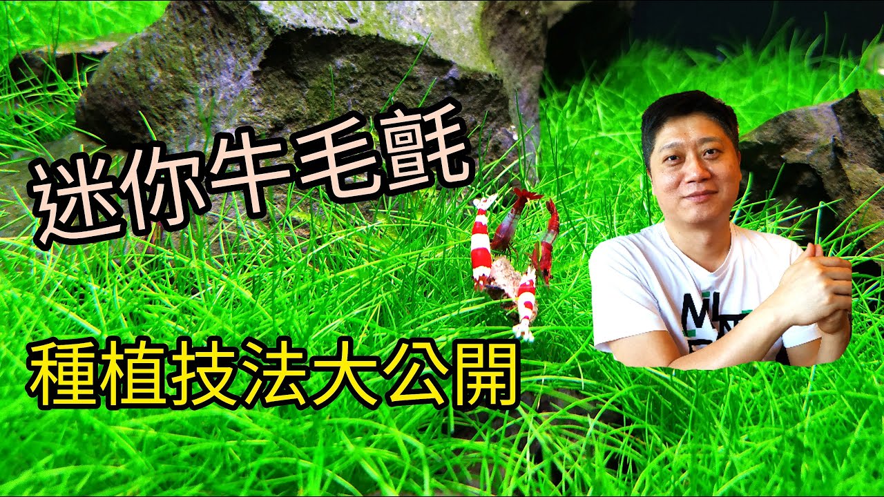 迷你牛毛氈 種植技法大公開 水草前景草皮 新手必看 無水啟動法 How to plant Eleocharis 'Mini' in fish tank aquarium aquatic skill