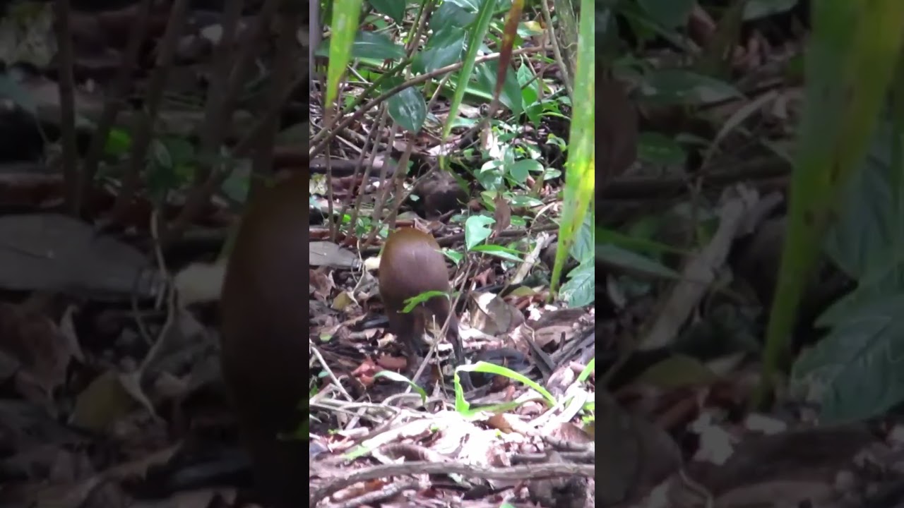 Central American Agouti (Dasyprocta punctata) #mammals #rodents #costaricawildlife
