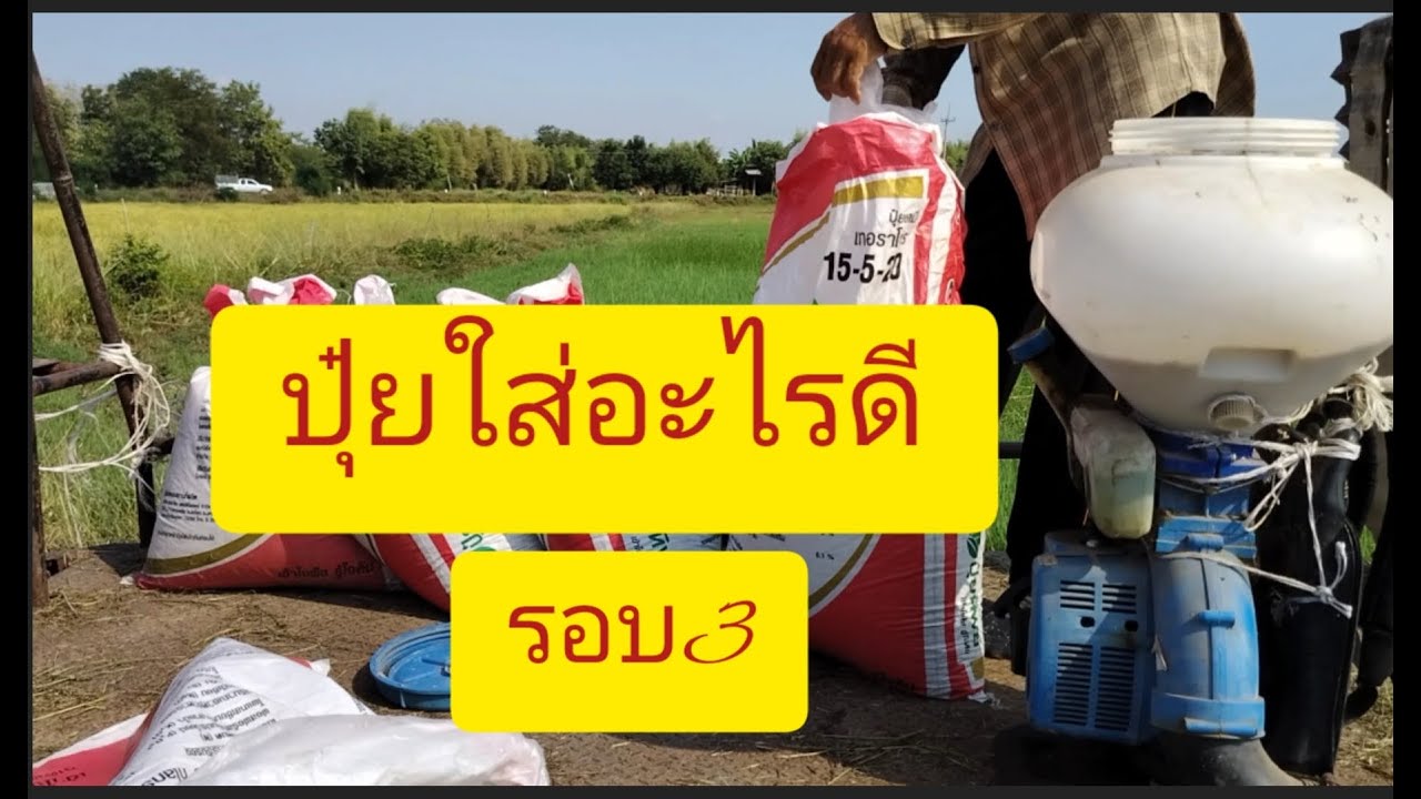 ข้าวทุกสายพันธุ์ใส่ปุ๋ยรอบ3ข้าวอายุสั้น45วันอายุยาว60วันใส่อะไรมีคําตอบ