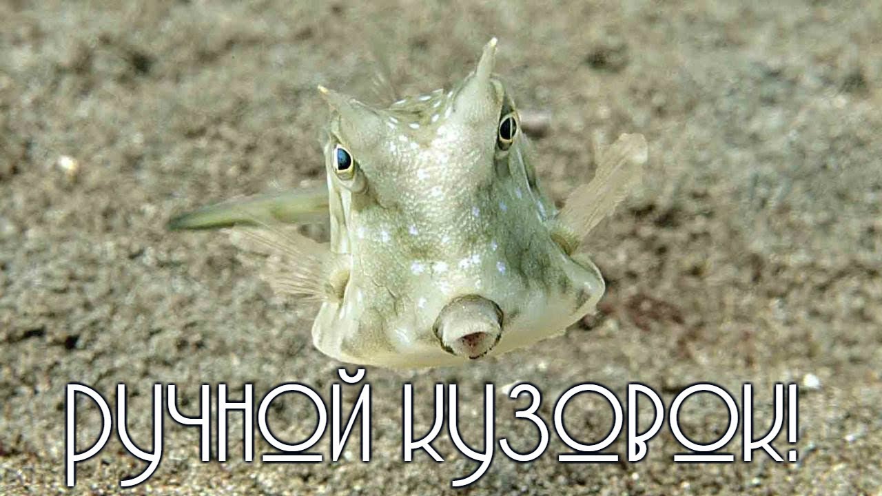 Дайвинг в Дахабе/ Ручная рыбка кузовок