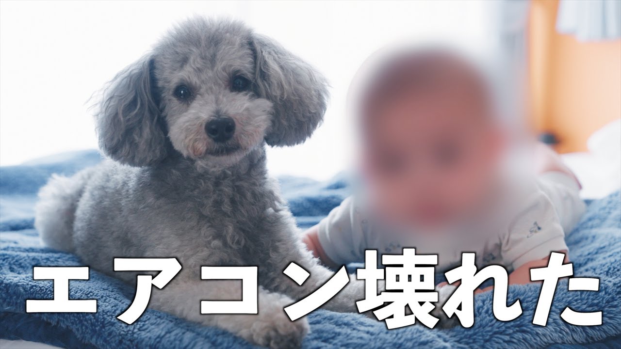 🐶【犬と赤ちゃんの日常#4】エアコンが故障！愛犬が夏バテしてご飯を食べなくなりました。