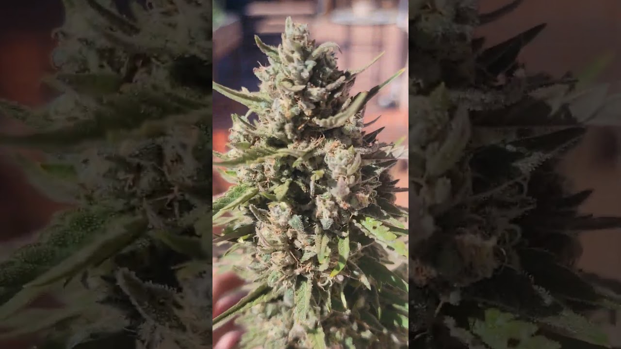 Colorado grown #cannabis #ganja #stank #dank mm mm #energy #medicine