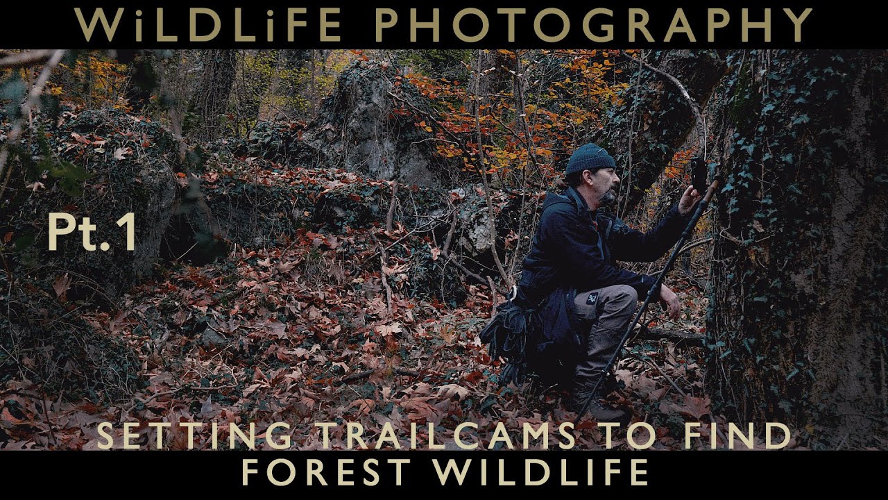 Camera trapping - Part 1 - Setting trailcams to find wildlife in a forest