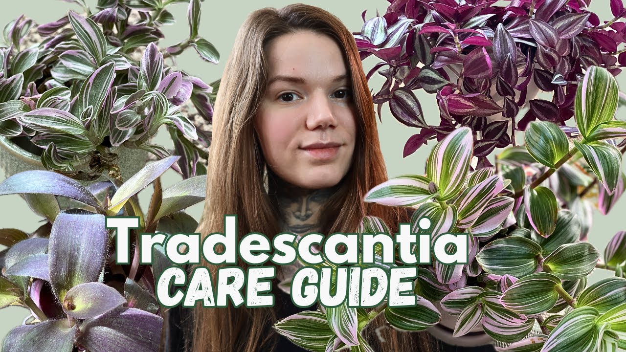 How To Care For TRADESCANTIA As An Indoor Plant TIPS & TRICKS