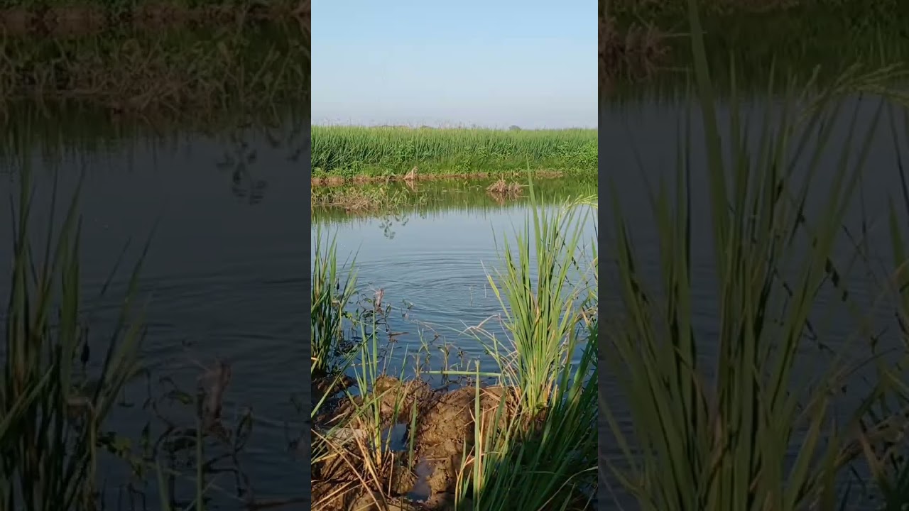 lihat undlupnya #fishing #mancing #fish #mancingceria #carpfishing