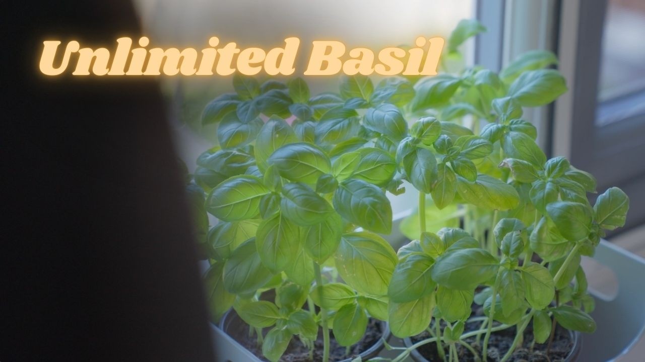 🌿 How to Save Your Supermarket Basil Plant (+ Double Your Harvest with Propagation!) 🌱
