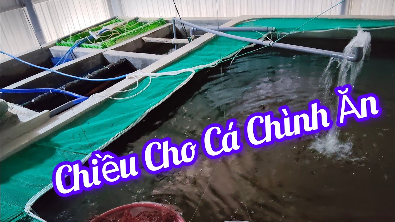Ngày Đầu Ra Líp Cho Cá Chình Nhỏ Ăn . Cuộc Sống Miền Tây.