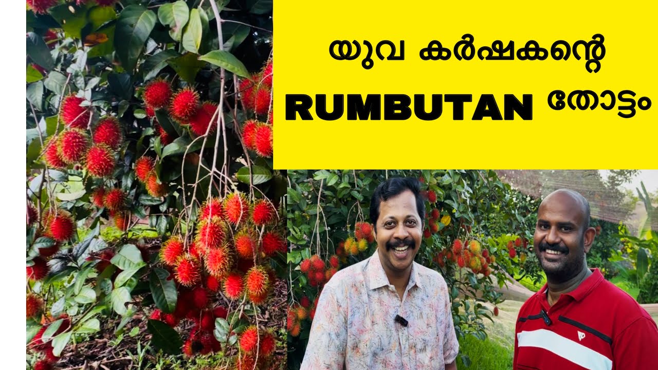 Rambutan farm  | യുവ കർഷകന്റെ റംബൂട്ടൻ തോട്ടം | Rambutan farm  in kerala #rambutan |9746100289