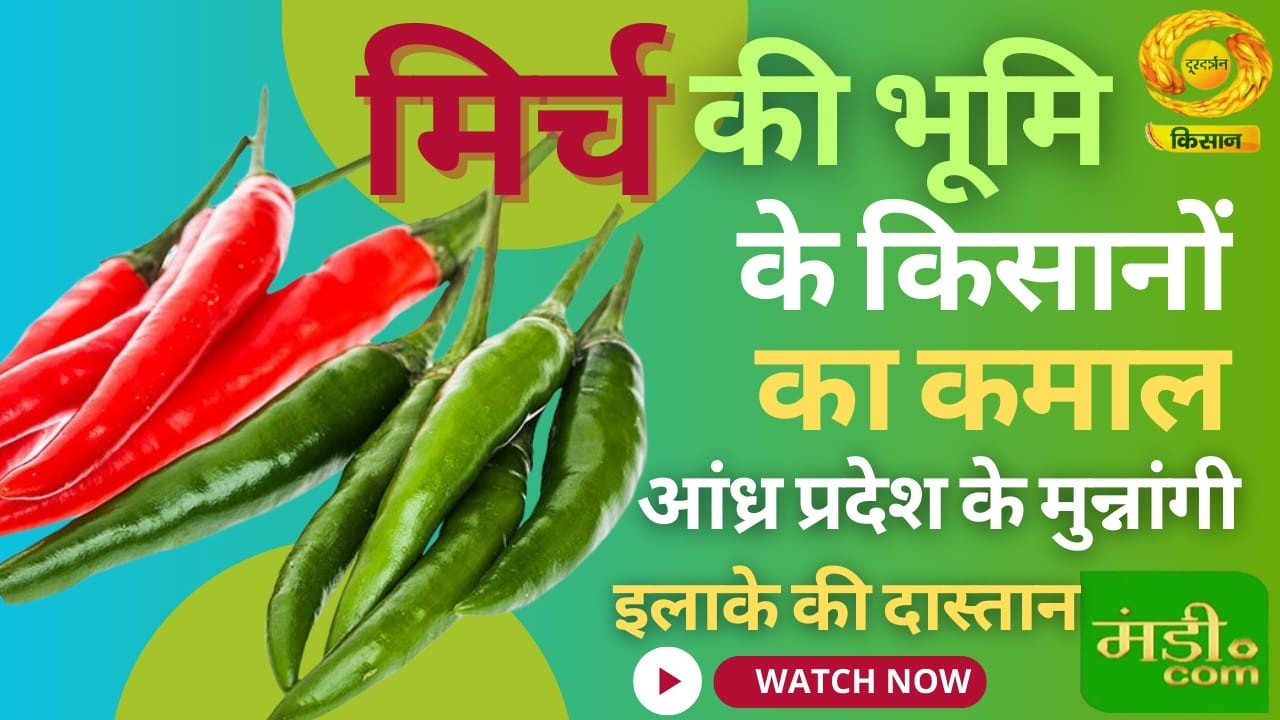 Mandi.Com: मिर्च की भूमि के किसानों का कमाल | DD Kisan | 01/03/2026