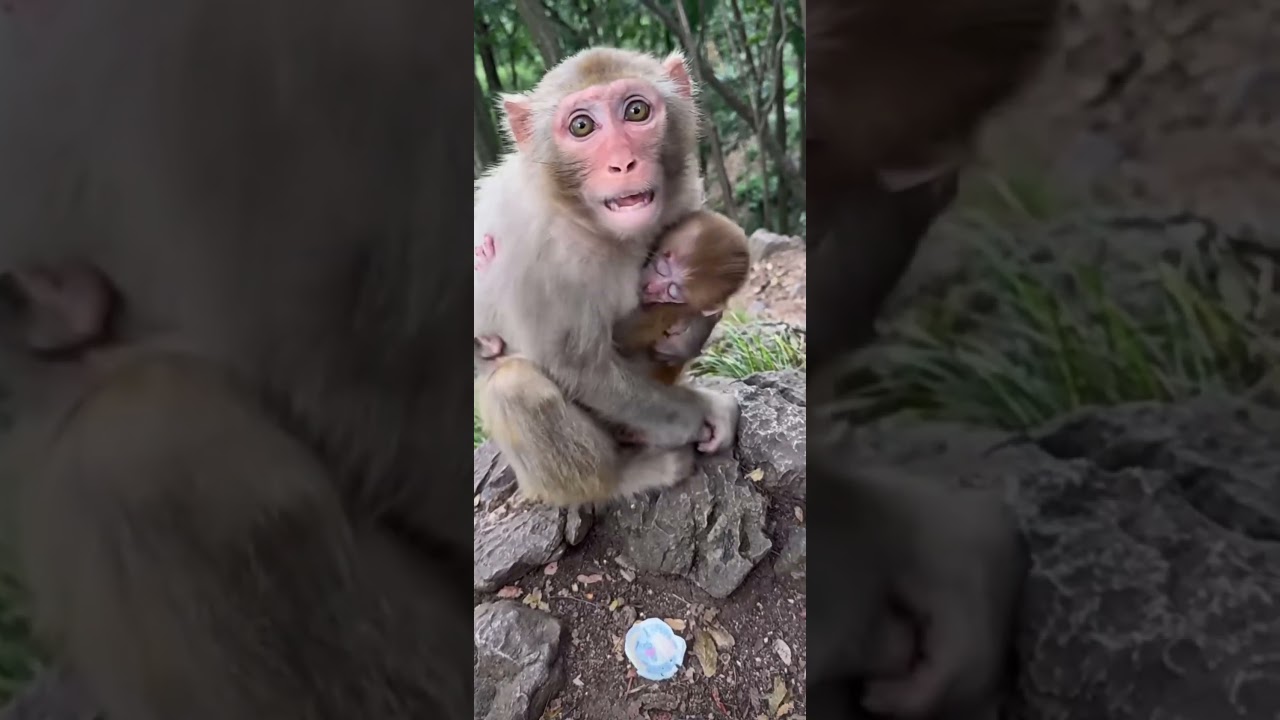 Cute little monkey
