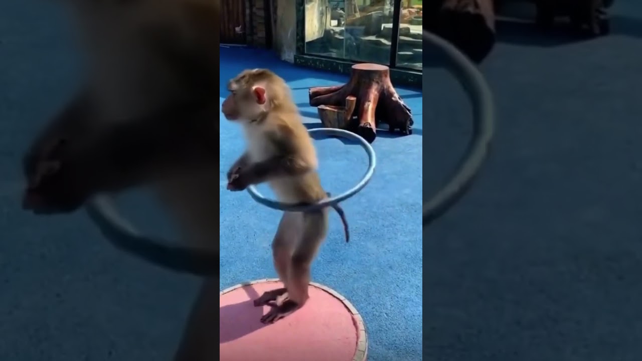 Funny #comedy #bloopers #humor #jokes #hilariousvideo #youtubeshorts #chance #funnyclips #animals
