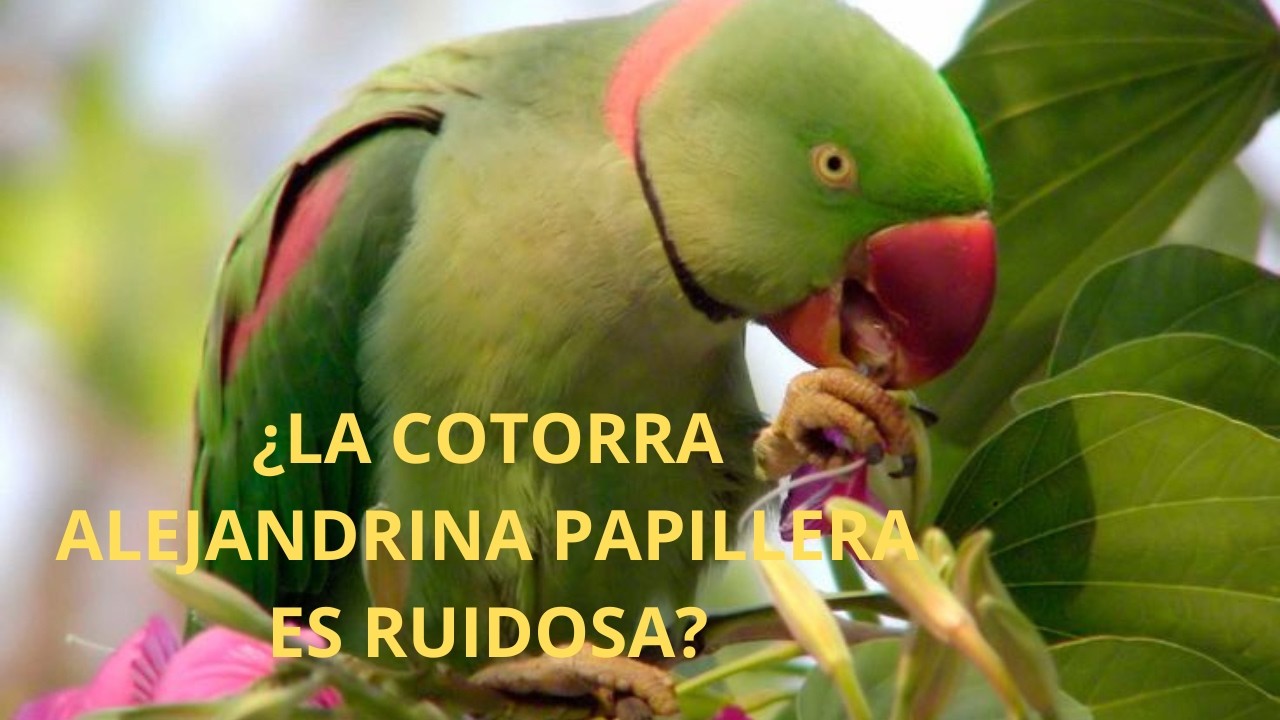 ¿la cotorra alejandrina papillera es ruidosa? #loroyacodarko #cotorraalejandrina