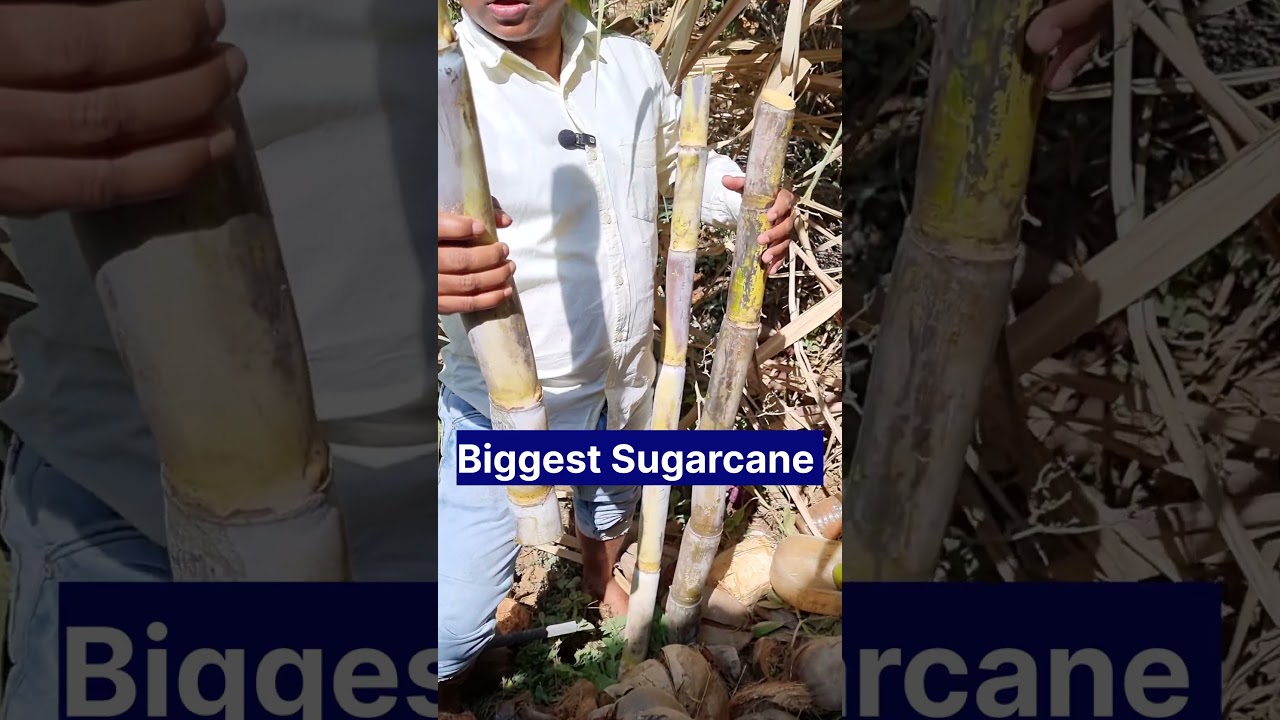 सबसे बड़ा गन्ना, Biggest Sugarcane, sugarcane cultivation, sugarcane farming, #sugarcane