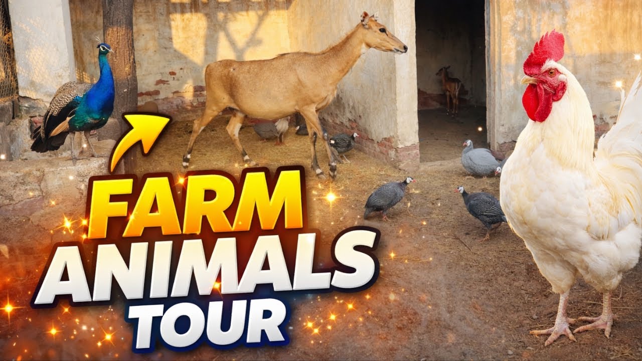 Farm Animals Tour 4K 🐓🐄 | Peaceful Rural Farm Life in America (Relaxing Sounds) || #asmrvideo #asmr
