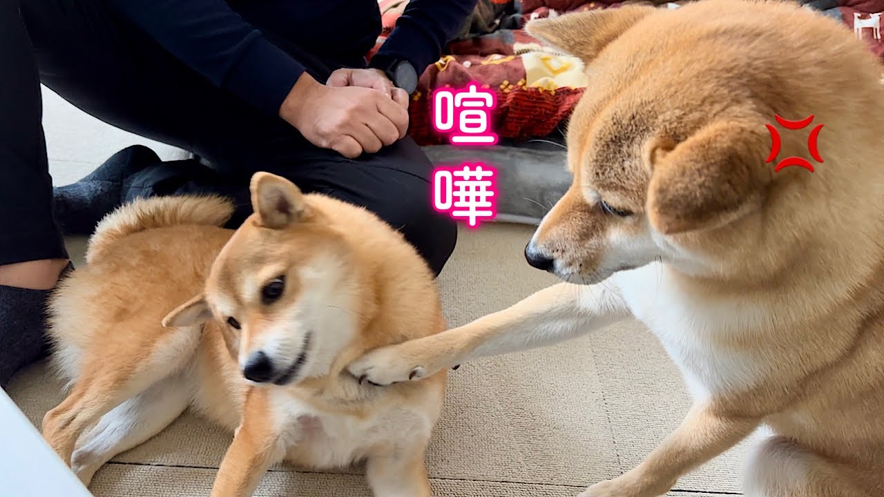 暖房を独り占めする姉犬に怒りが抑えられずとうとう手が出てしまった柴犬…