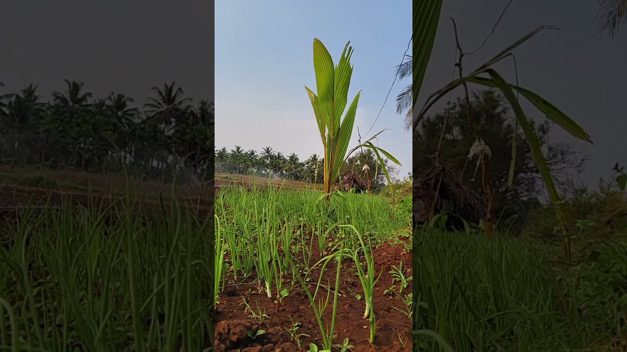 Agriculture 