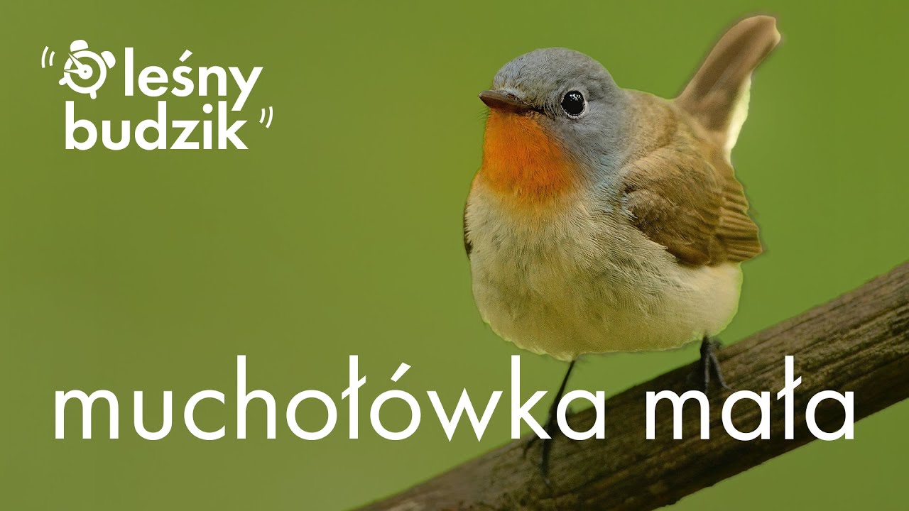 Leśny Budzik - Muchoł&oacute;wka mała