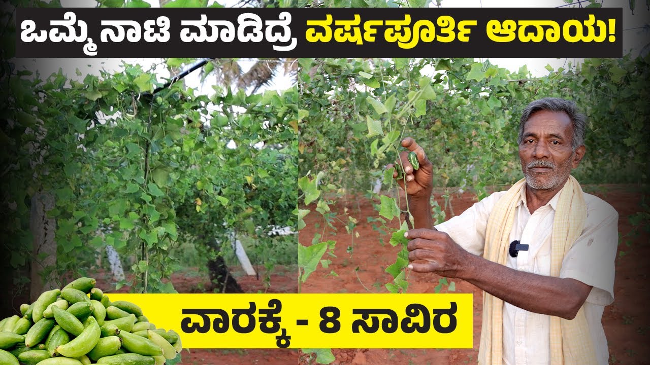 ತೊಂಡೆಕಾಯಿ ಕೃಷಿಯ ಬಗ್ಗೆ ಸಮಗ್ರ ಮಾಹಿತಿ |Ivy Gourd Farming In Kannada | Tondekai Farming Complete Details
