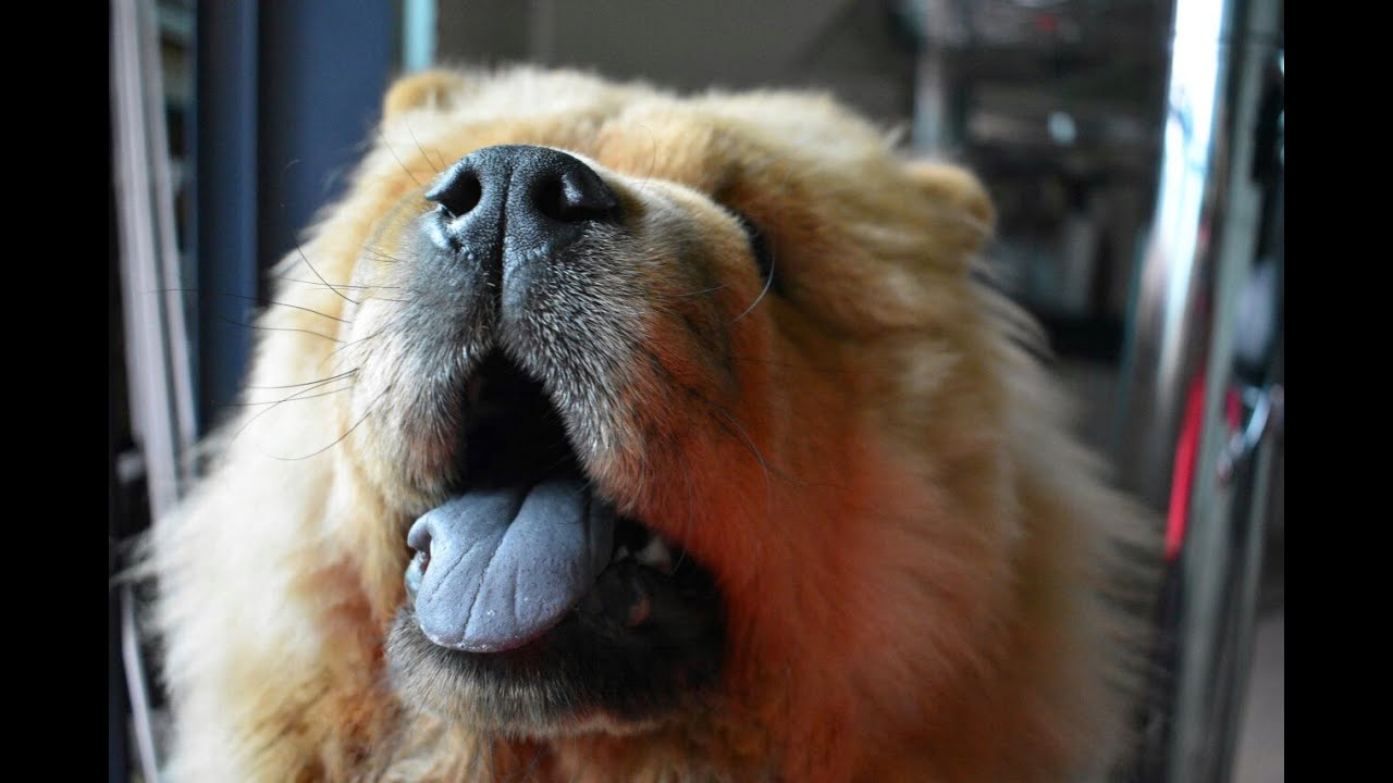Does Chow Chow attack owner?
