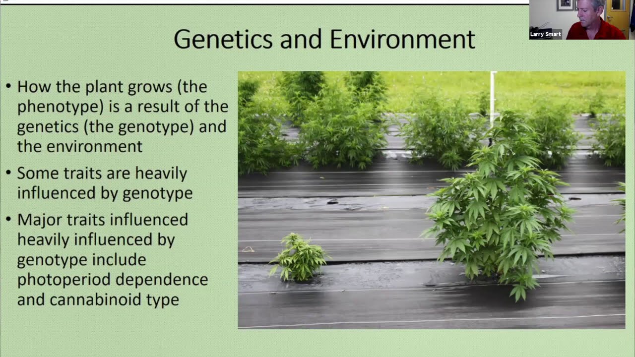 2020 Cornell Hemp Virtual Field Day