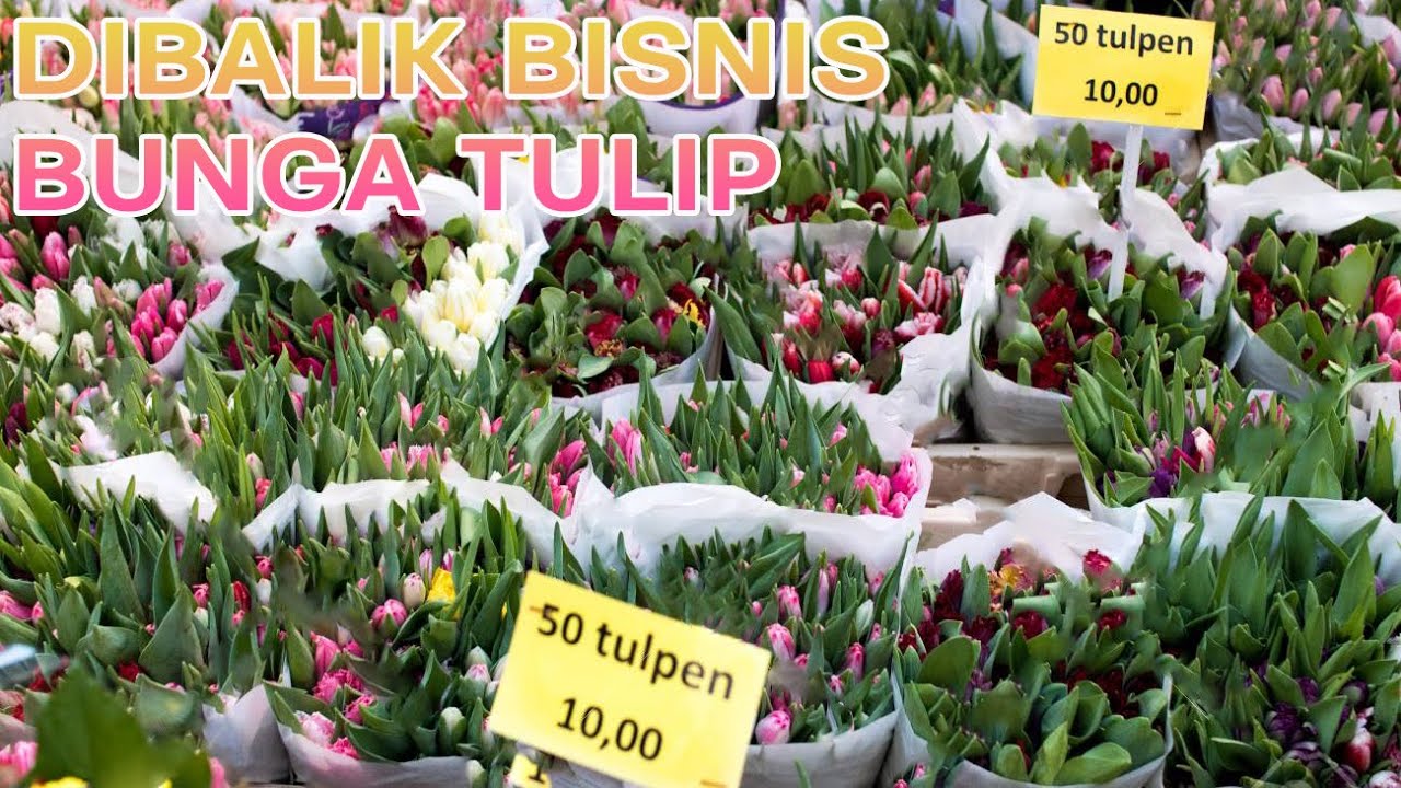 PERJALANAN BUNGA TULIP | PROSES PERTANIAN BUNGA TULIP HIDROPONIK DENGAN RUMAH KACA
