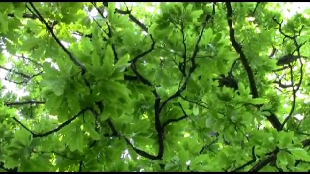 &Scaron;UMSKE PTICE PEVAČICE