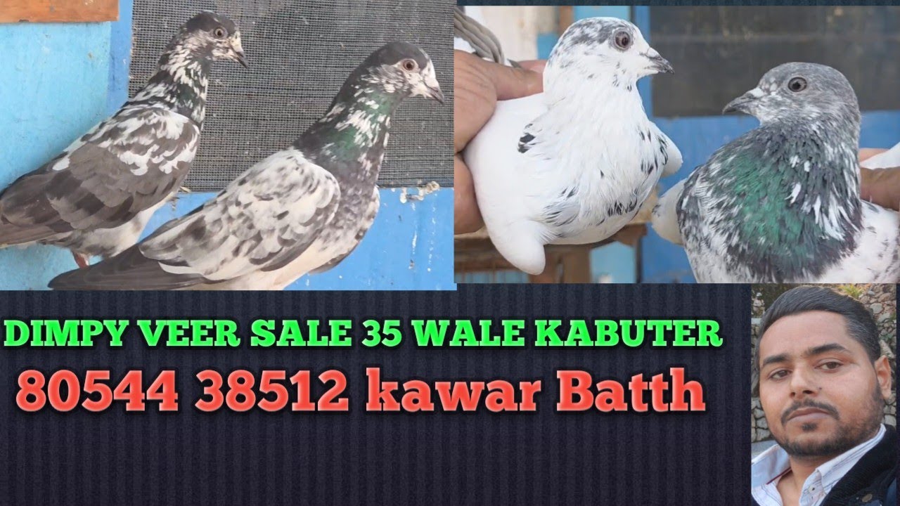 ਸੇਲ ਵਾਲੇ ਕਬੂਤਰ ਡਿੰਪੀ ਵੀਰ ਜੰਮੂ ਕਠੂਆ 99069-85949and 8054438512 only whatsapp massage|| #kawarbatth 