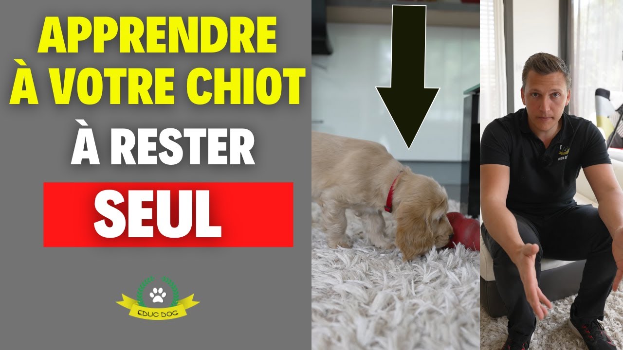 Comment laisser son chiot seul &agrave; la maison sans stress ?