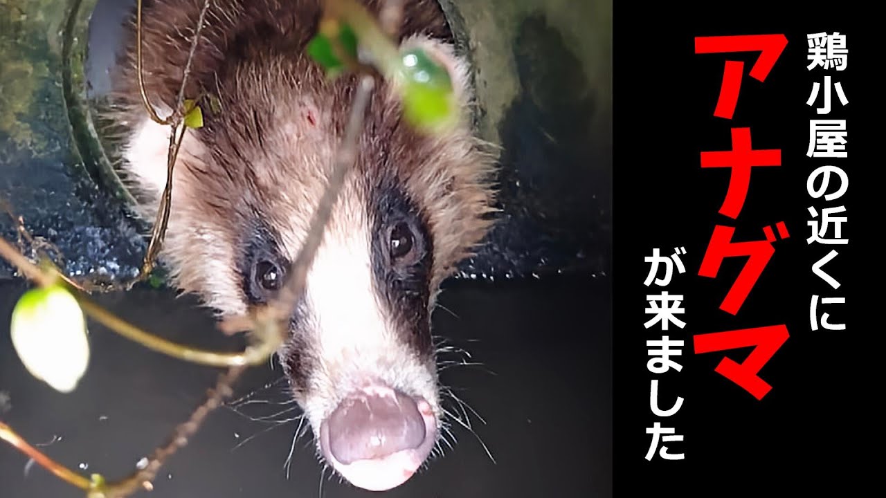 【ニワトリ飼育】アナグマがやって来た！ 引き下がりたくない穴熊と鶏　#55