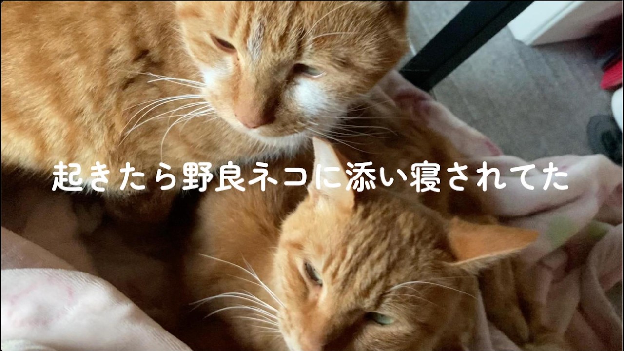 野良の子に添い寝されてた午後