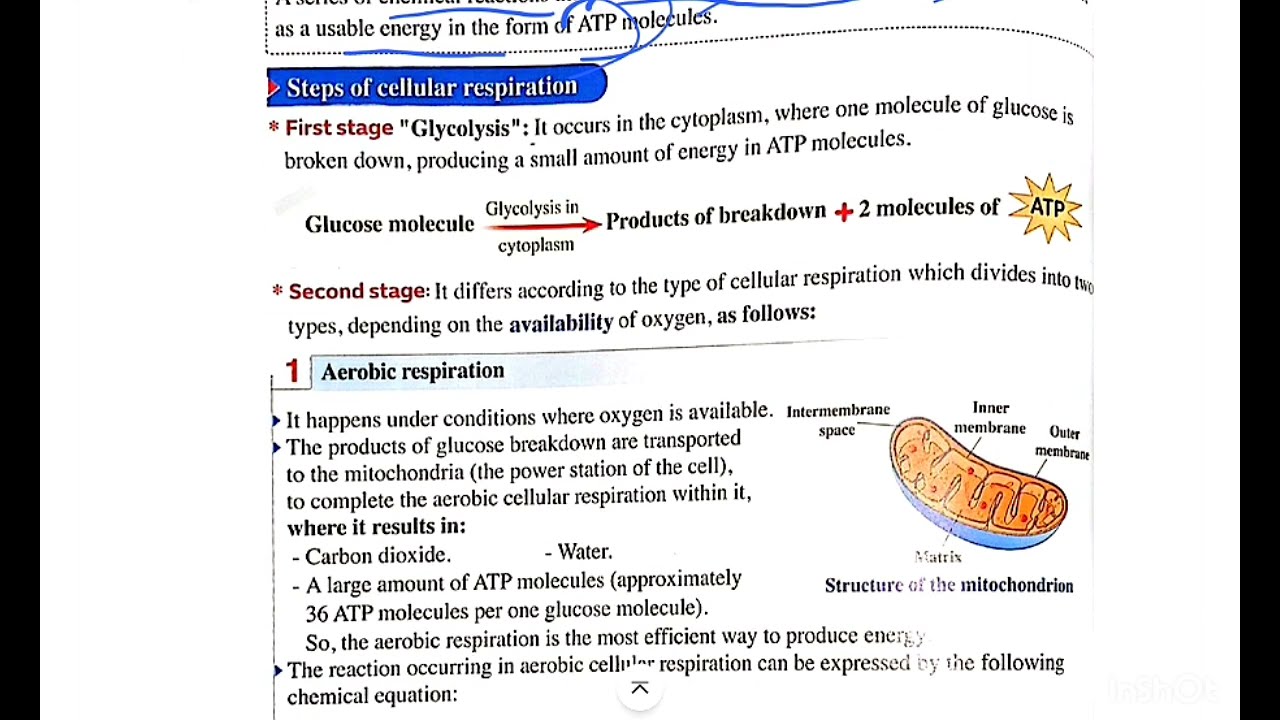 Integrated science Sec 1 lesson 2 part 3 Cellular respiration علوم متكاملة لغات ترم تانى منهج جديد 