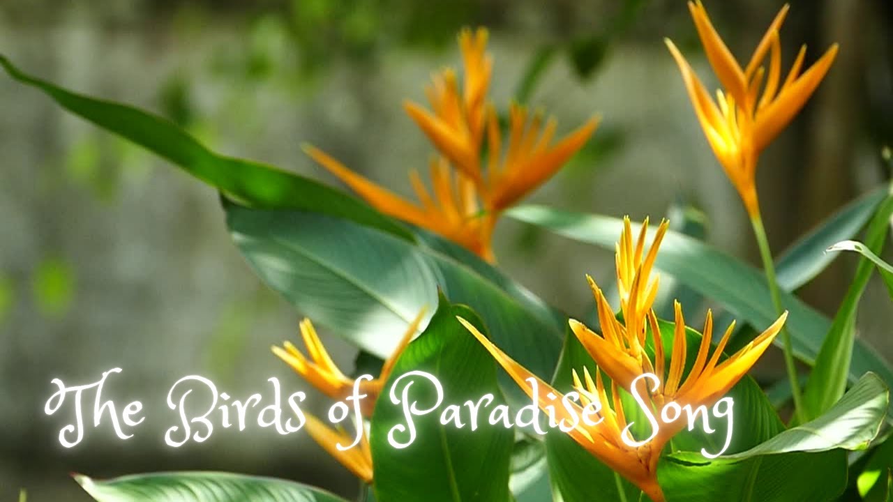 The Birds of Paradise Song 🌺 | Flower Symbolism and Uplifting Flower Music