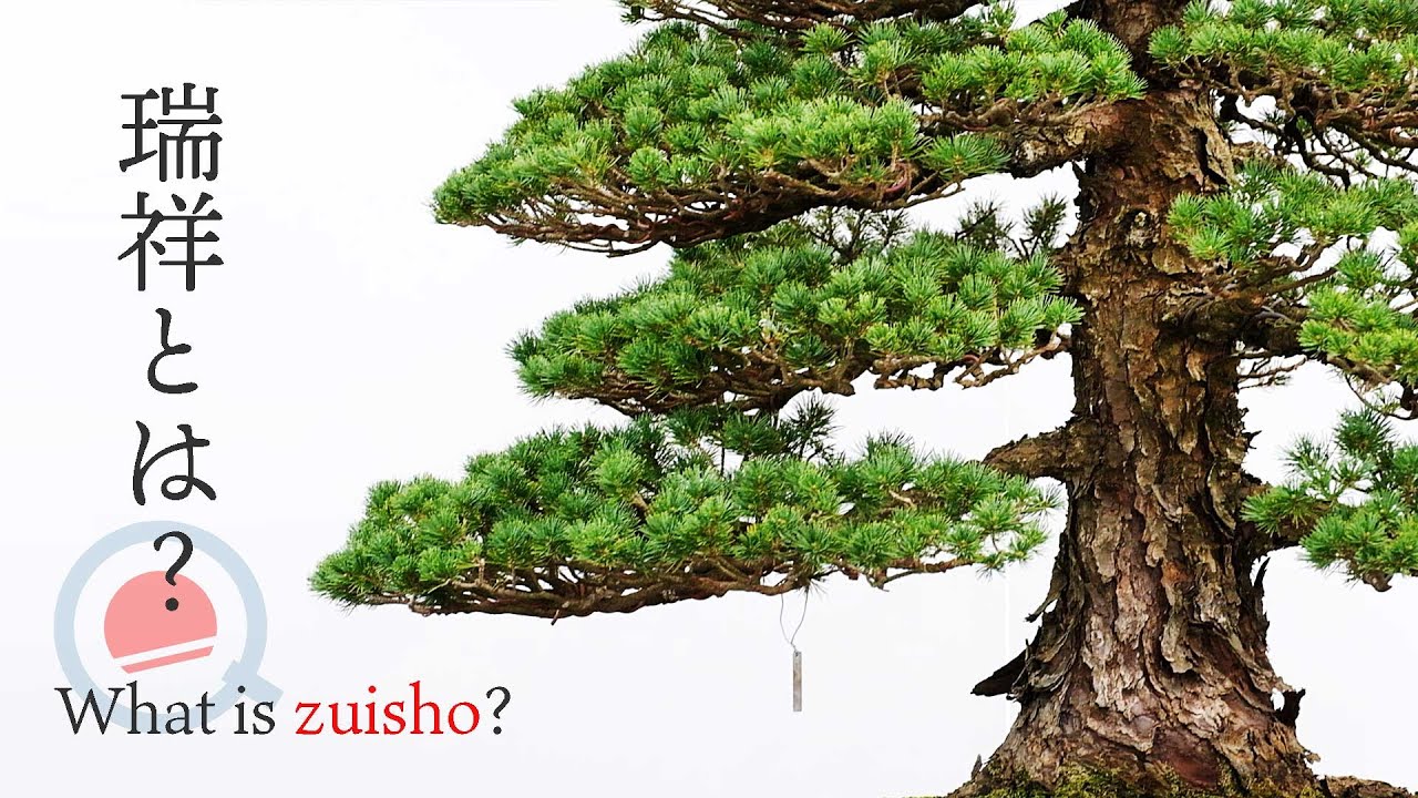 挿し木が出来る五葉松⁉「瑞祥」とは何なのか教えてもらいました【盆栽Q】
