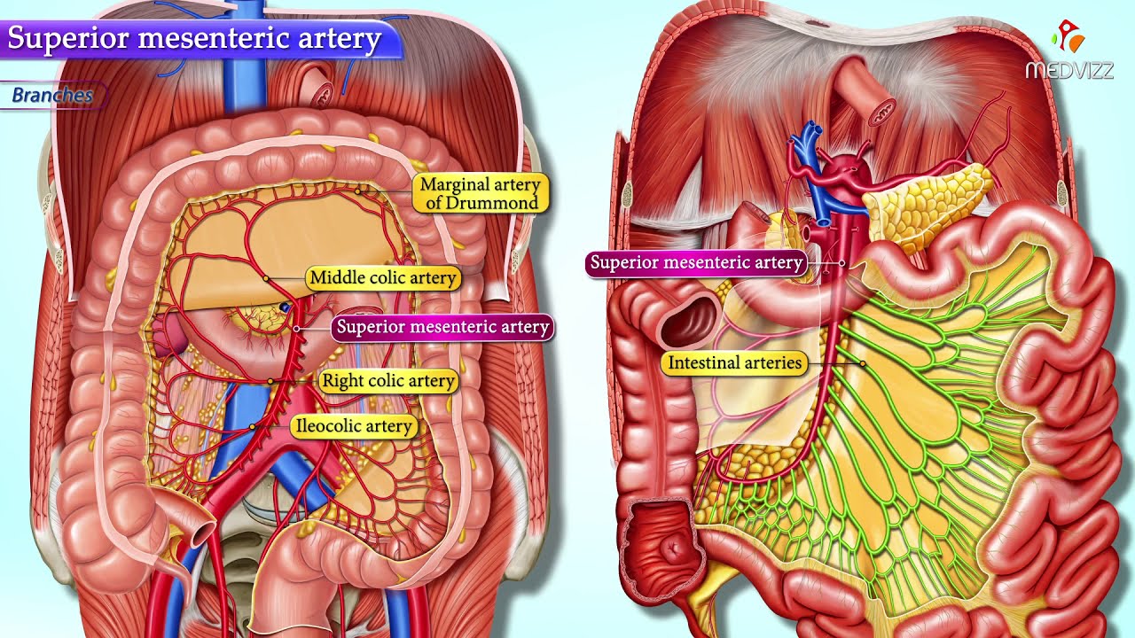 Superior Mesenteric Artery Anatomy Animation : Gross anatomy of Abdomen