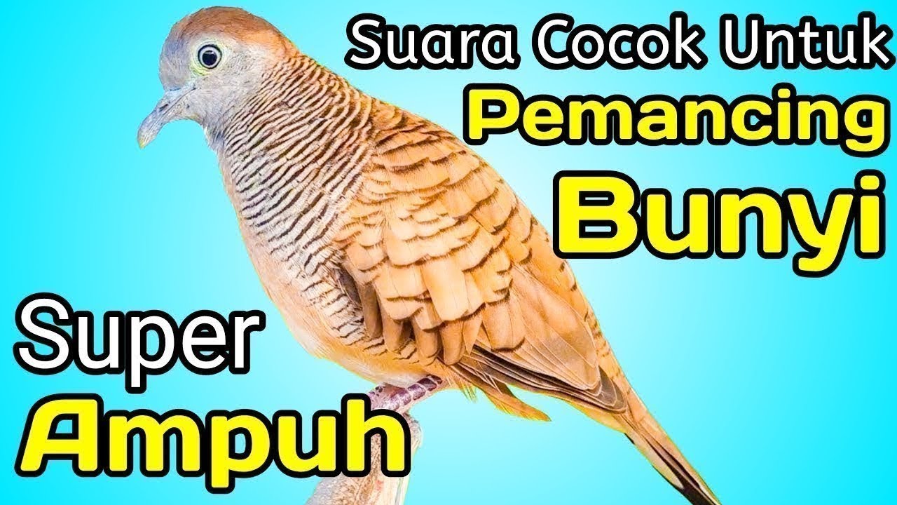 PERKUTUT LOKAL GACOR suara kecil - MENGUNDANG BUNYI (SEMUA LANGSUNG NYAUT) 💯%TOPCER DIJAMIN AMPUH